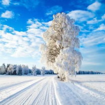 雪景图片,冬日雪景如画