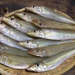 梭子鱼做法,从炖煮到烤制，尽享鲜美滋味