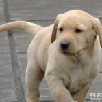 拉布拉多犬多钱,品种、血统与地域因素全面解读