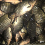 野钓鲫鱼技巧,从钓位到饵料，助你轻松上钩